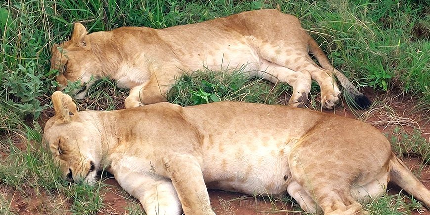 Twee leeuwinnen slapend in het gras