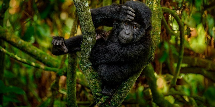 Babygorilla in het Bwindi Impenetrable National Park in Oeganda