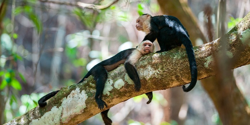 Kapucijnaapjes in Corcovado in Costa Rica 