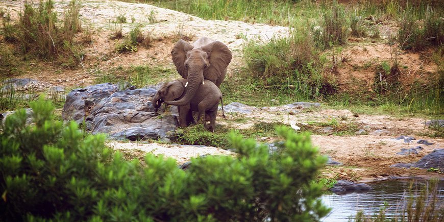 Twee olifanten staan bij een waterpoel in het droge seizoen in het Kruger National Park