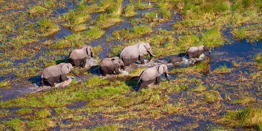 Olifanten in de Okavango Delta in Botswana