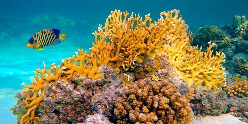 Gele vissen en koraalriffen onder water in Zanzibar