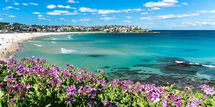 Bloemen bloeien op Bondi Beach in Sydney, Australië