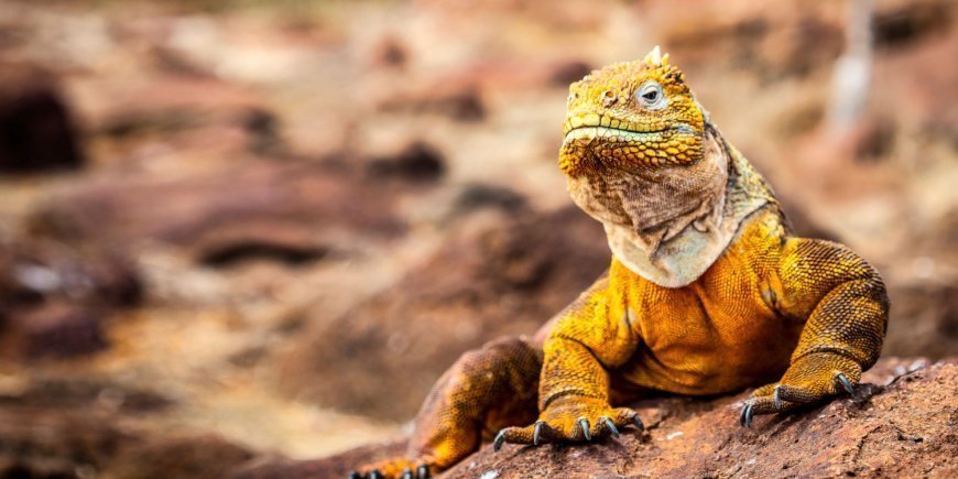 Landleguaan op de Galapaoseilanden 
