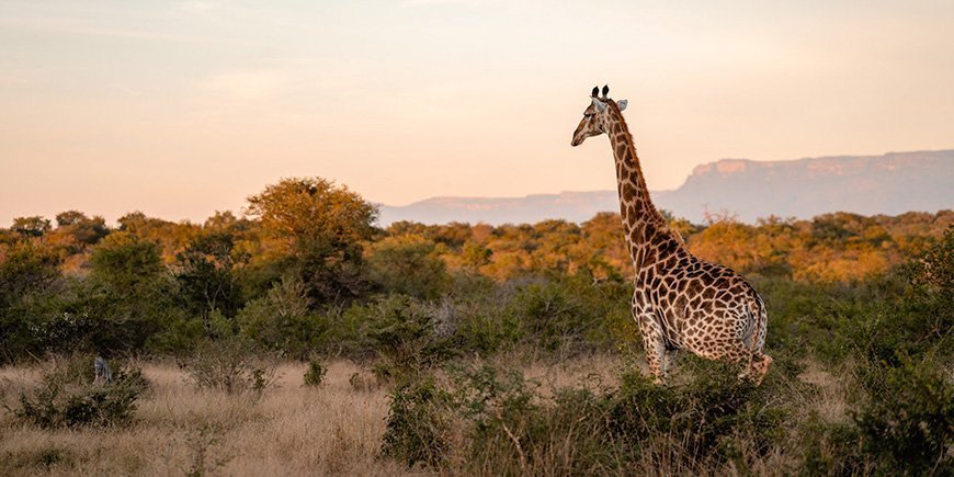 Giraffe bij zonsondergang in Kapama Private Game Reserve, Zuid-Afrika