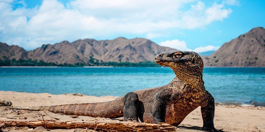 Komodovaraan op de Komodo-eilanden in Indonesië