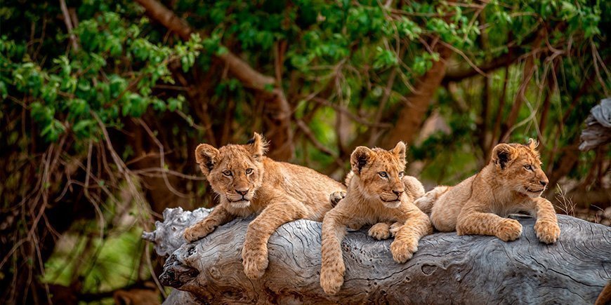 Leeuwenwelpjes in het Kruger National Park