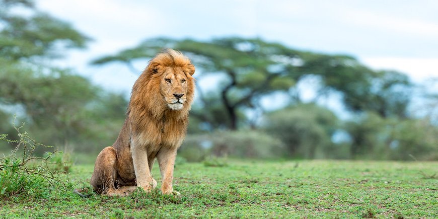 Leeuw in de Ngorongoro krater in Serengeti, Tanzania