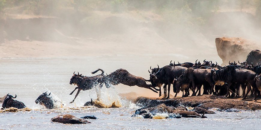 Gnoes die springen voor hun leven bij de Mara rivier in Masai Mara