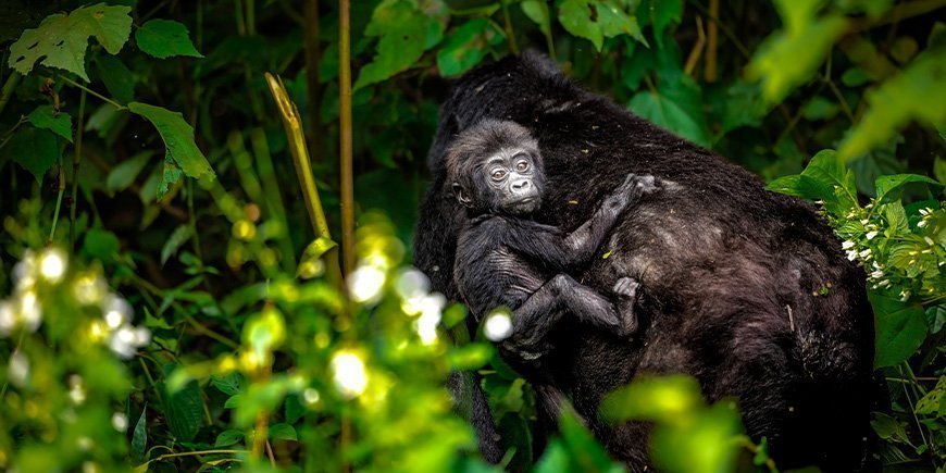 Berggorilla met baby in Bwindi, Oeganda