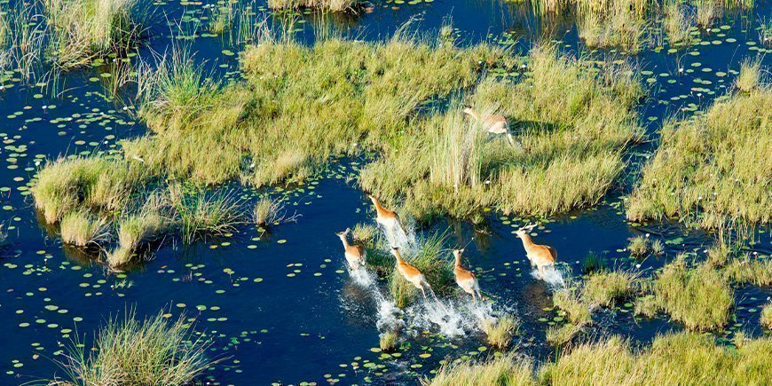 Antilopen in de Okavango Delta