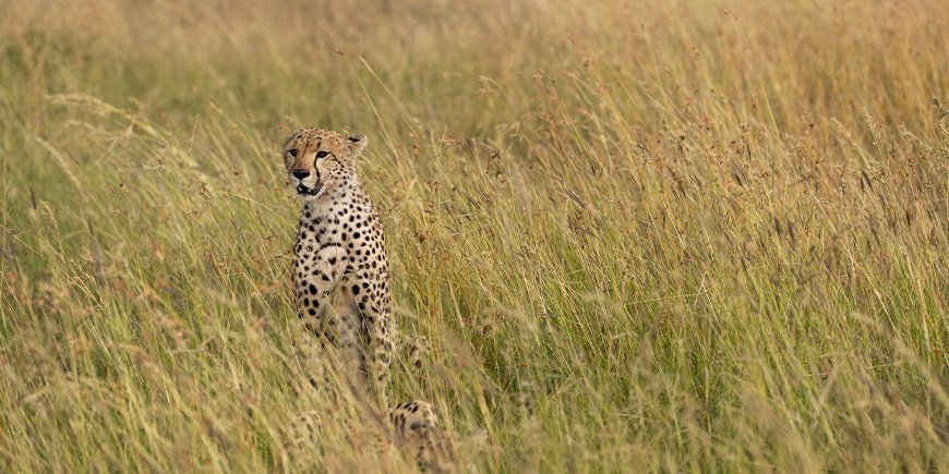 Jachtluipaard op de savanne in het Serengeti National Park, Tanzania