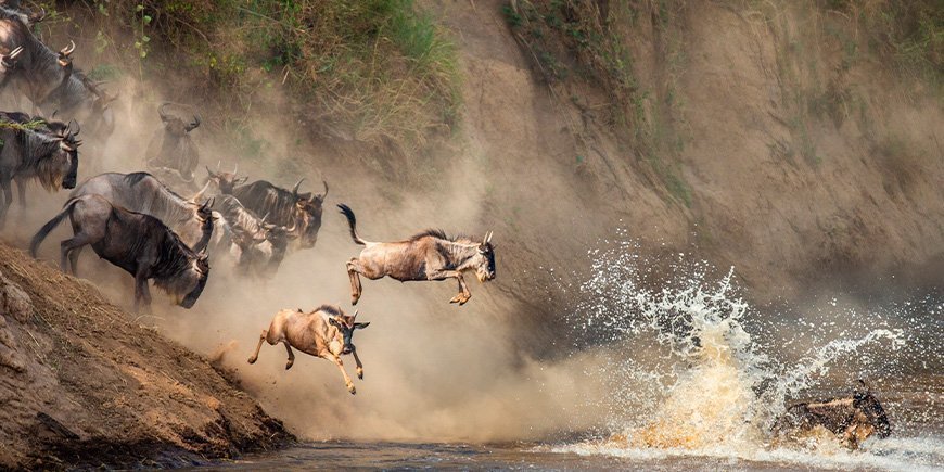 Gnoes springen over de Mara rivier in Kenia