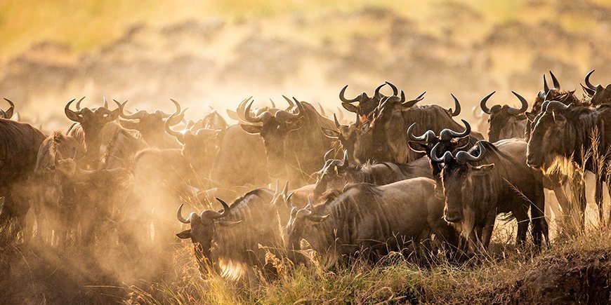 Migratie van gnoes op de Mara rivier in Kenia