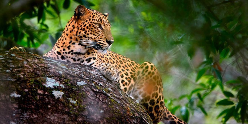 Luipaard verstopt zich in de wildernis van Yala National Park in Sri Lanka