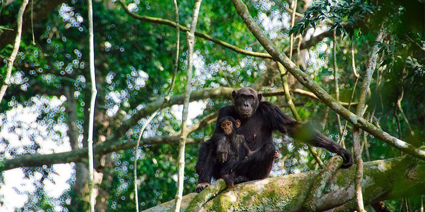 Chimpansees in Kyambura Gorge in Oeganda