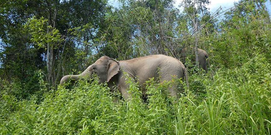 Olifant in ChangChill in Chiang Mai