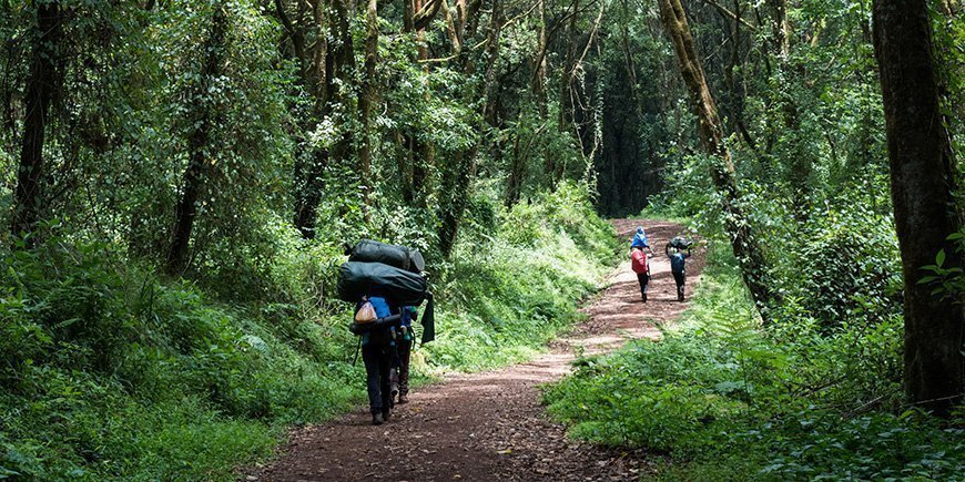Portier wandelt in het regenwoud op weg naar de Kilimanjaro
