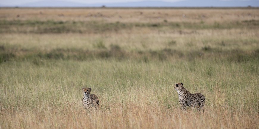 Jachtluipaarden op de savanne in Serengeti