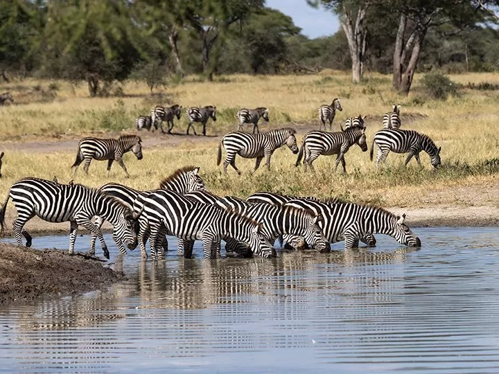 Safari in Tarangire & Ngorongoro en strandvakantie op Zanzibar