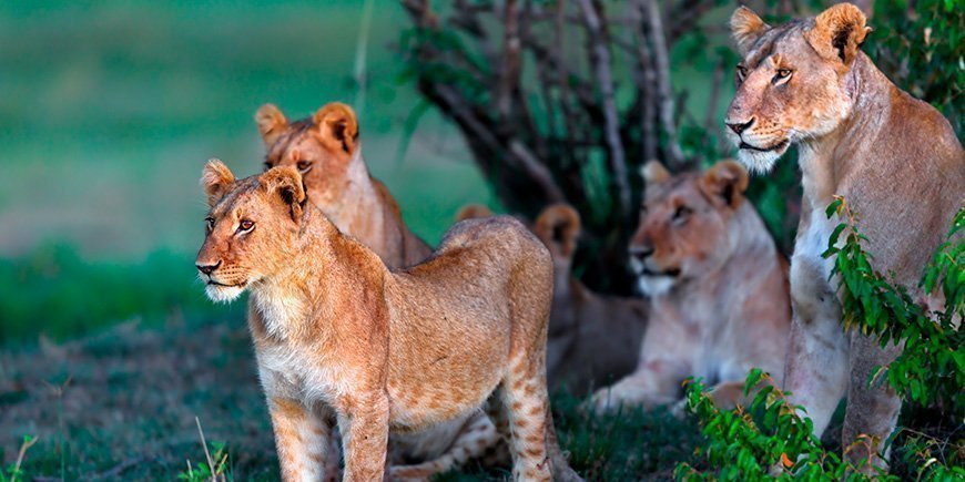 Leeuwen in een groene omgeving in Masai Mara, Kenia.