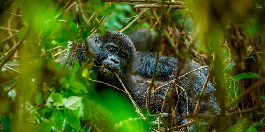 Portret van een berggorilla in Bwindi, Oeganda