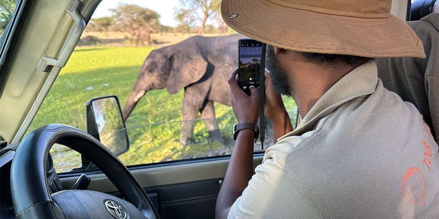 Man in TourCompass shirt neemt foto van olifant in Tanzania