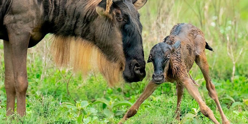 Gnoe en pasgeboren kalf in Serengeti, Tanzania