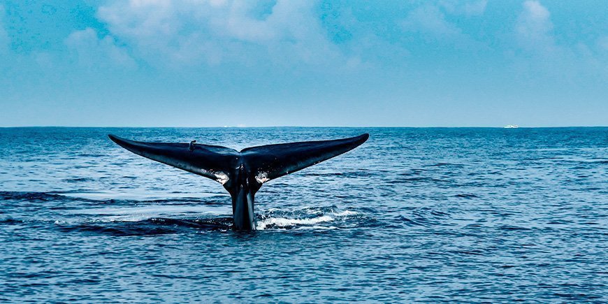 Blauwe vinvis bij Mirissa in Sri Lanka