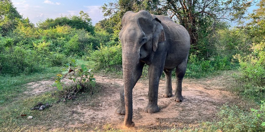 Olifant in Udawalawe Nationaal Park in Sri Lanka