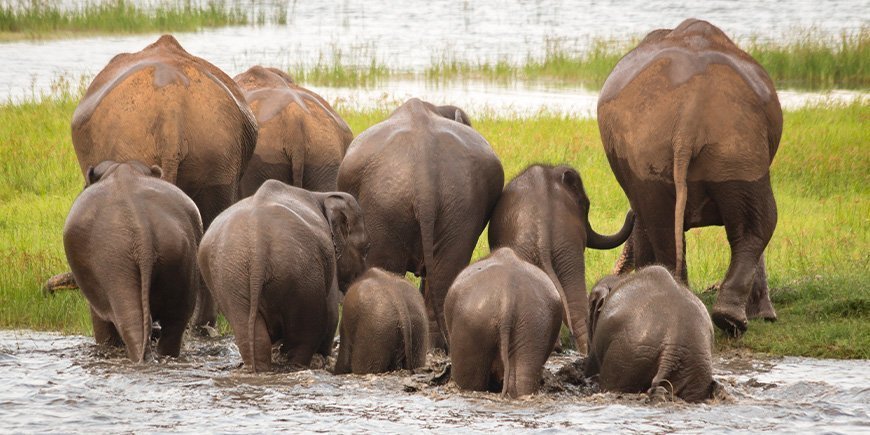 Groep olifanten in het Minneriya Nationaal Park in Sri Lanka