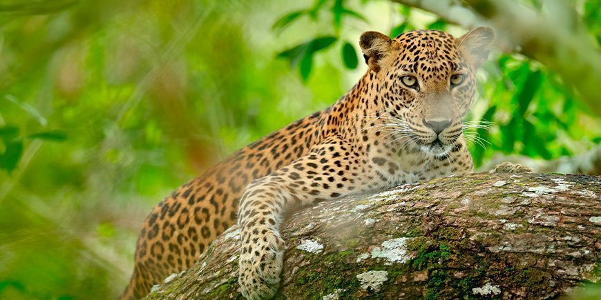 Een luipaard gluurt door de struiken in het Yala National Park in Sri Lanka