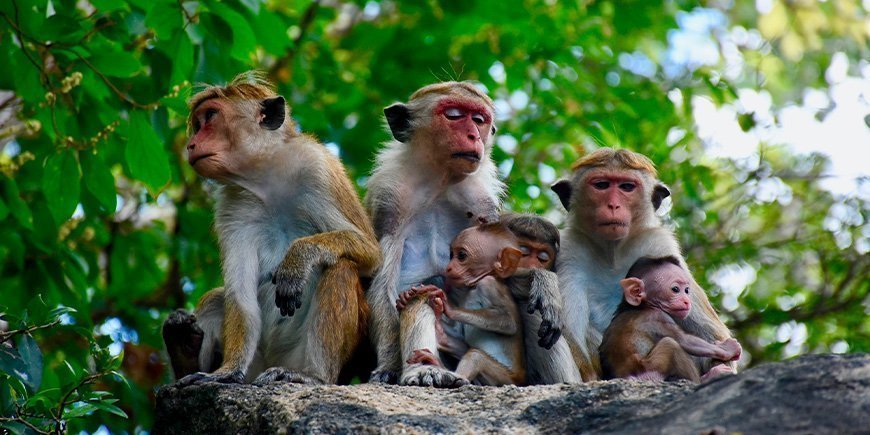 Makaken in Sri Lanka