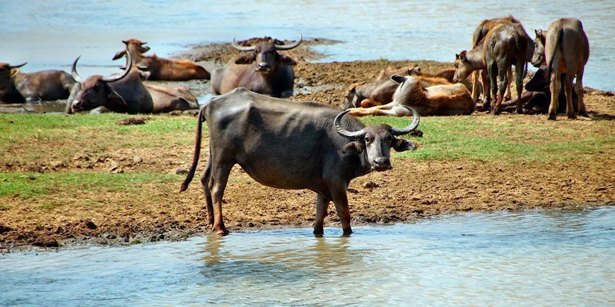 Een groep waterbuffels in Sri Lanka