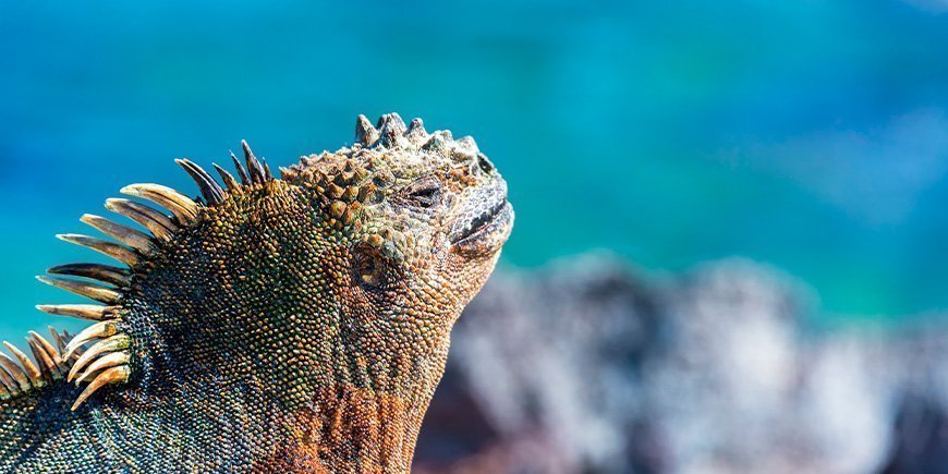 Zeeleguaan geniet van de zon op Fernandina op de Galapagoseilanden