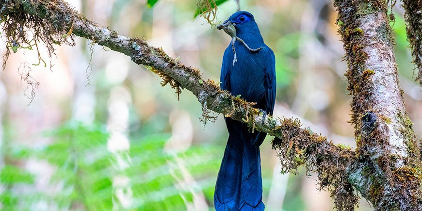 De blauwzijden koekoek met dieren in zijn bek in Madagaskar