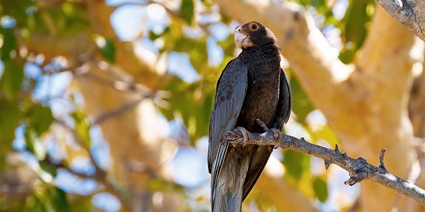 De grote Vasa papegaai op een tak in het Nationale Park van Madagaskar
