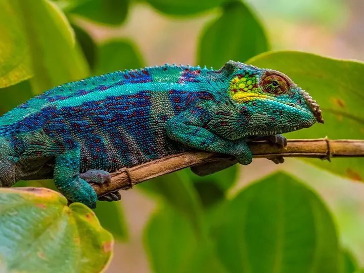 Safari in Madagaskar