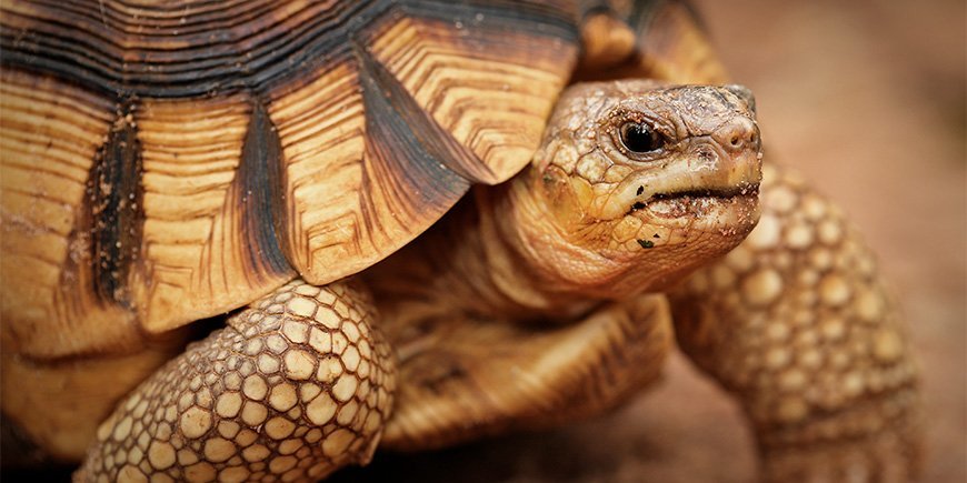 Close-up van de ploegschaarschildpad in Madagaskar