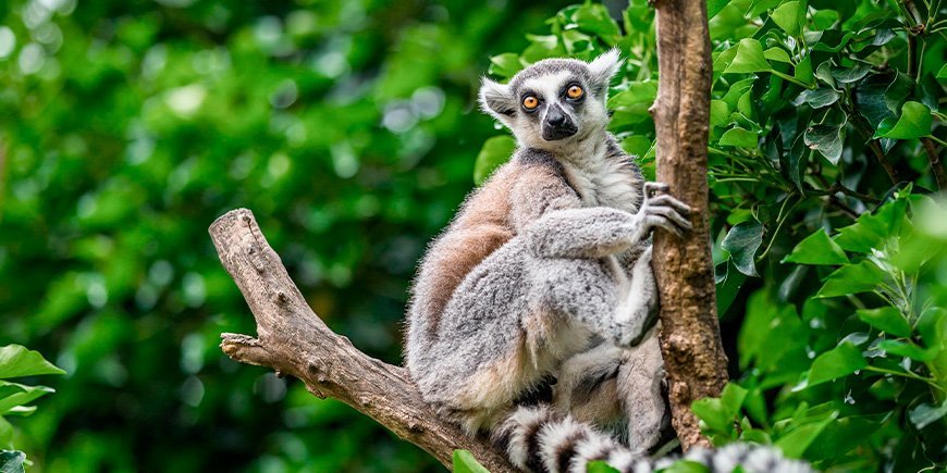 Ringstaartmaki in een boom in Madagaskar