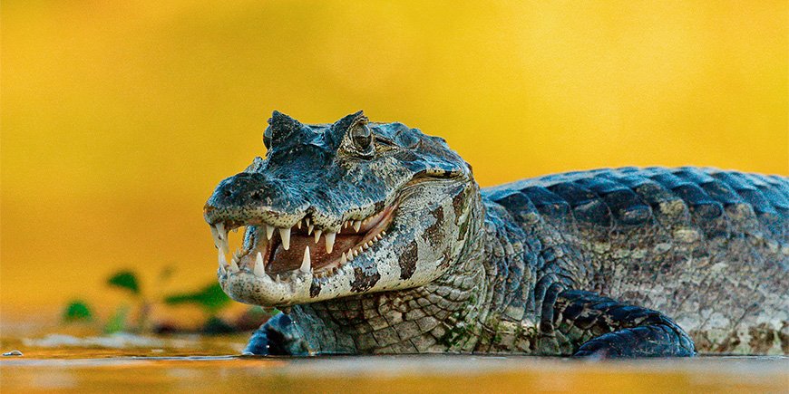 Kaaiman in de Pantanal in Brazilië