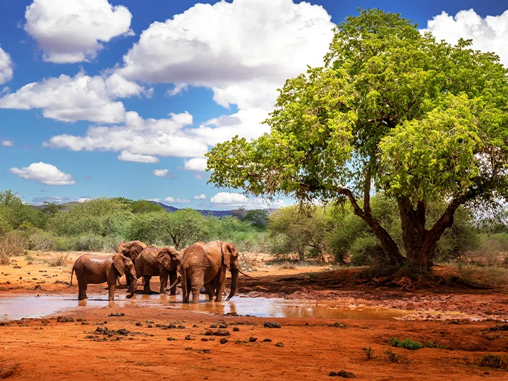 Strandvakantie in Malindi & safari in Tsavo East Nationaal Park