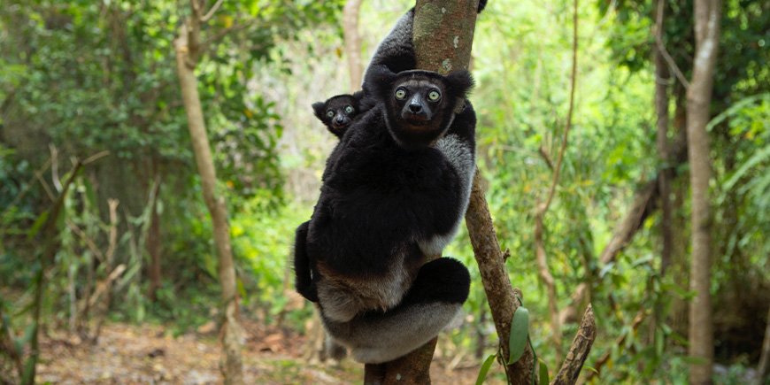 Indigomaki met baby in het bos ergens in Madagaskar