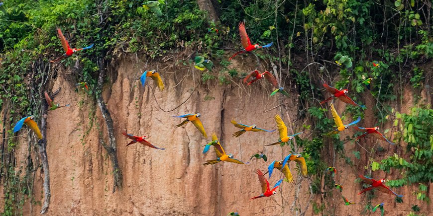 Vliegende ara's in verschillende kleuren in Tambopata, Peru