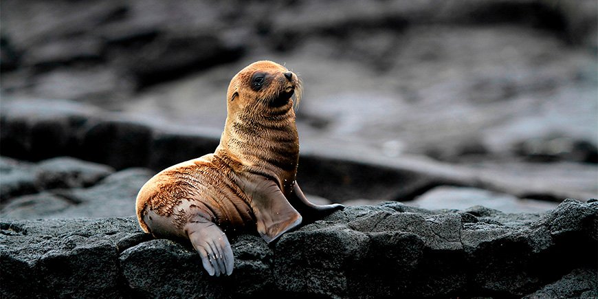 Zeeleeuwenpup op de Galapagos Eilanden: