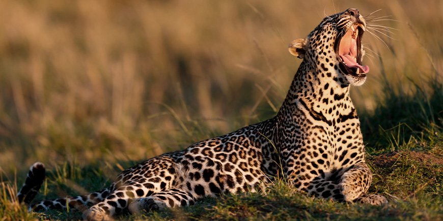 Springend luipaard tijdens zonsopgang in de Masai Mara