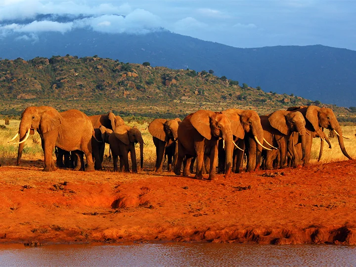 Nairobi, Nationaal Park Tsavo & strandvakantie nabij Mombasa