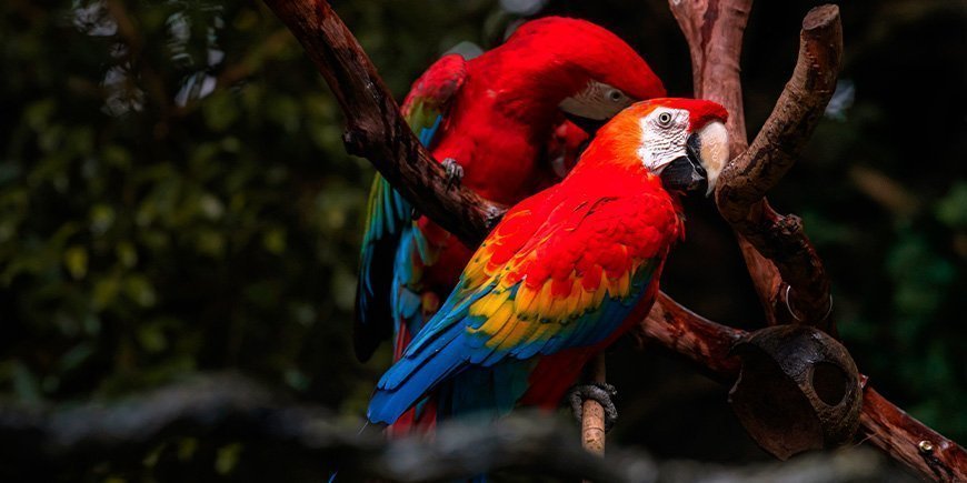 Rode ara's in het Nationaal Park Corcovado, Costa Rica
