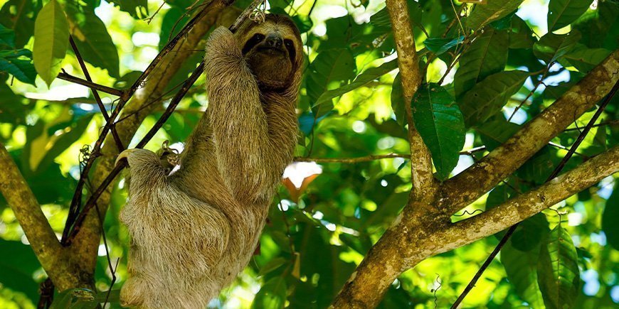 Luiaards in een boom in het Nationaal Park Manuel Antonio