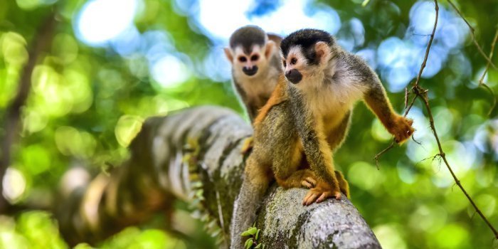 Apen in het Nationaal Park Manuel Antonio. 